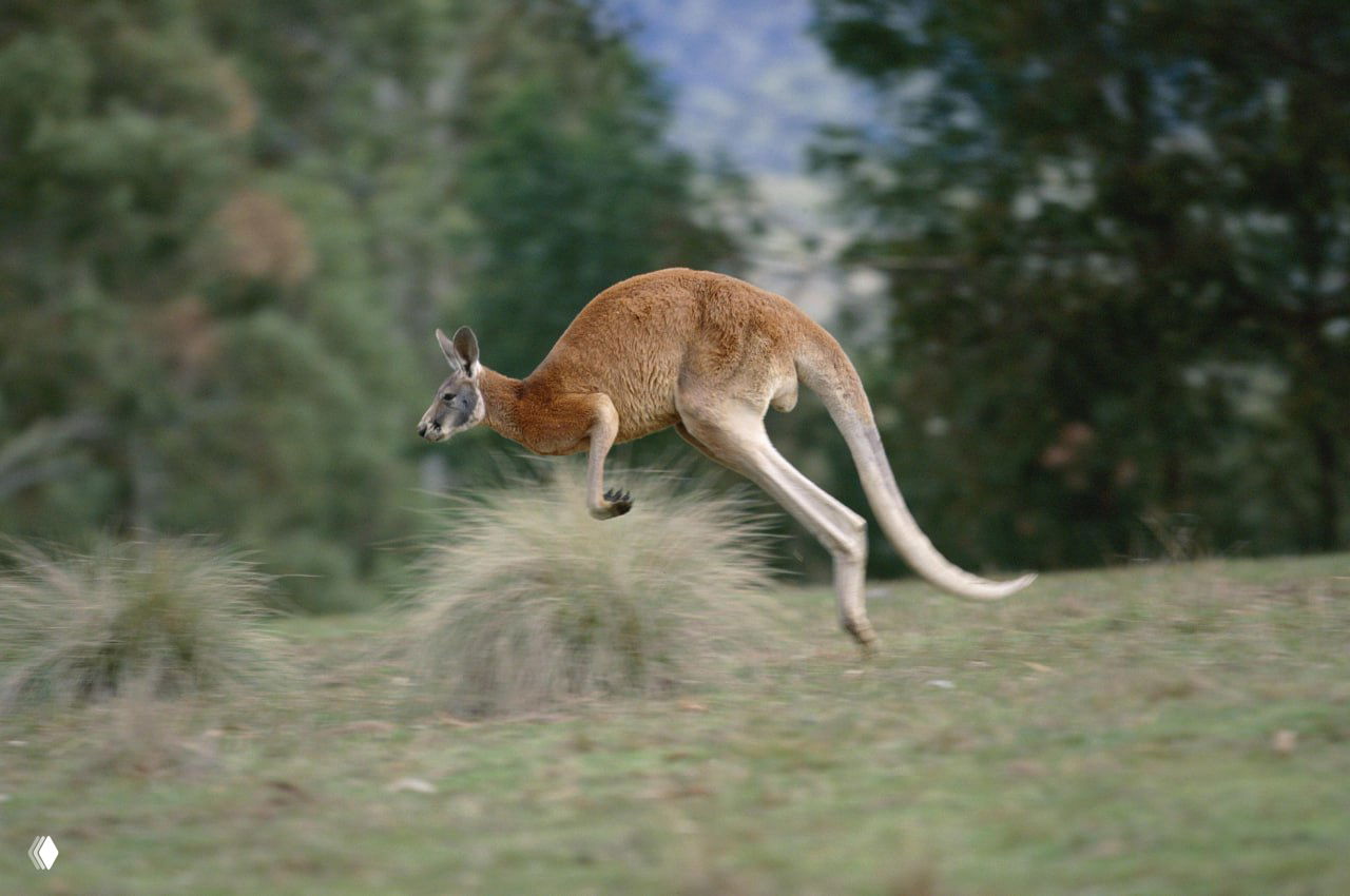 Рыжий кенгуру в прыжке по степи: чётко видны мощные задние лапы, хвост и редкая травянистая растительность на фоне.