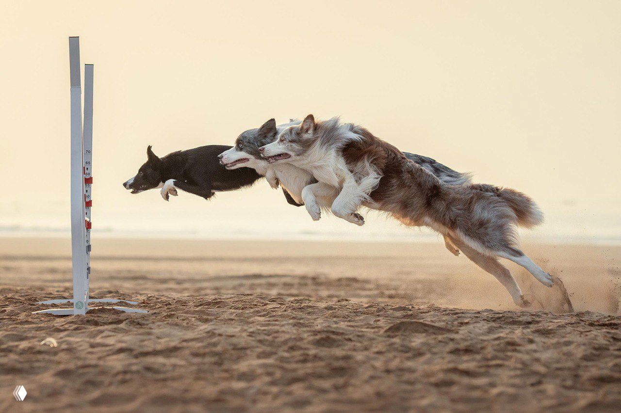 Три бордер‑колли в прыжке над песком на фоне золотистого света; динамический кадр с четкой фиксацией движения и чистым фоном пляжа.