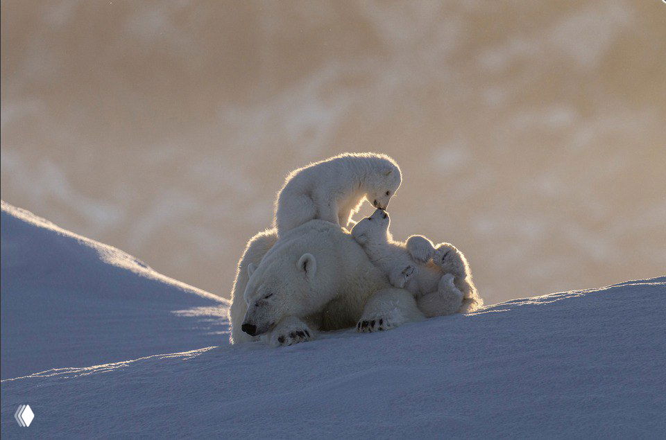 Финалист в номинации «Млекопитающие» — EWPY 2025