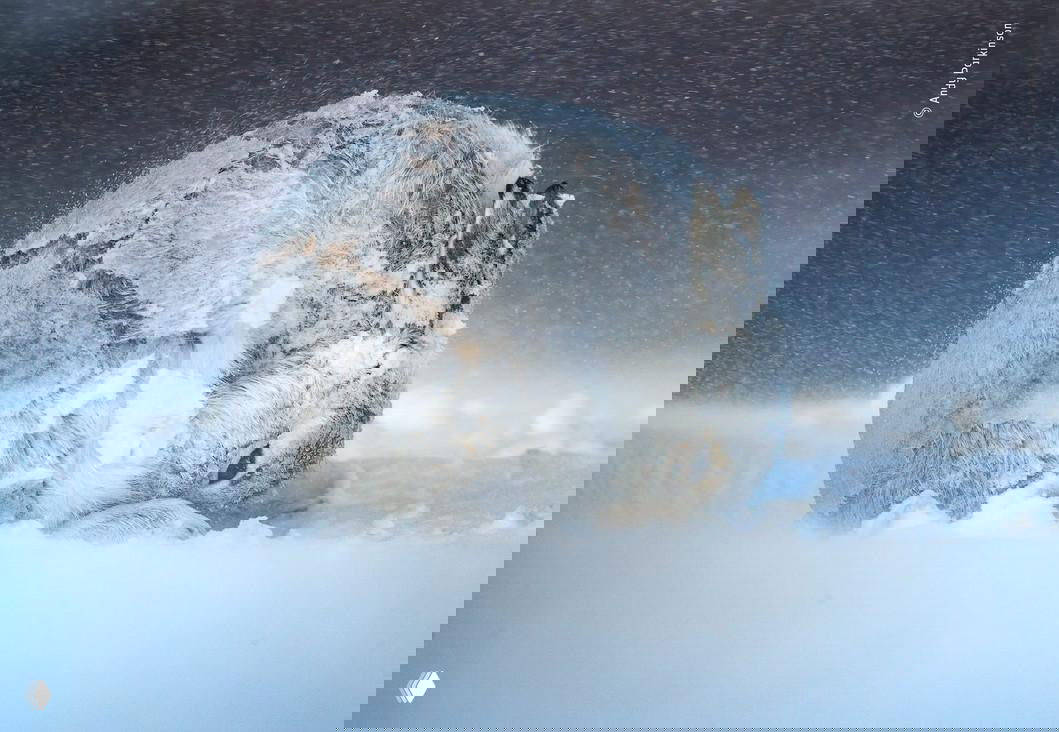 Фото‑финалист конкурса Wildlife Photographer of the Year 2020