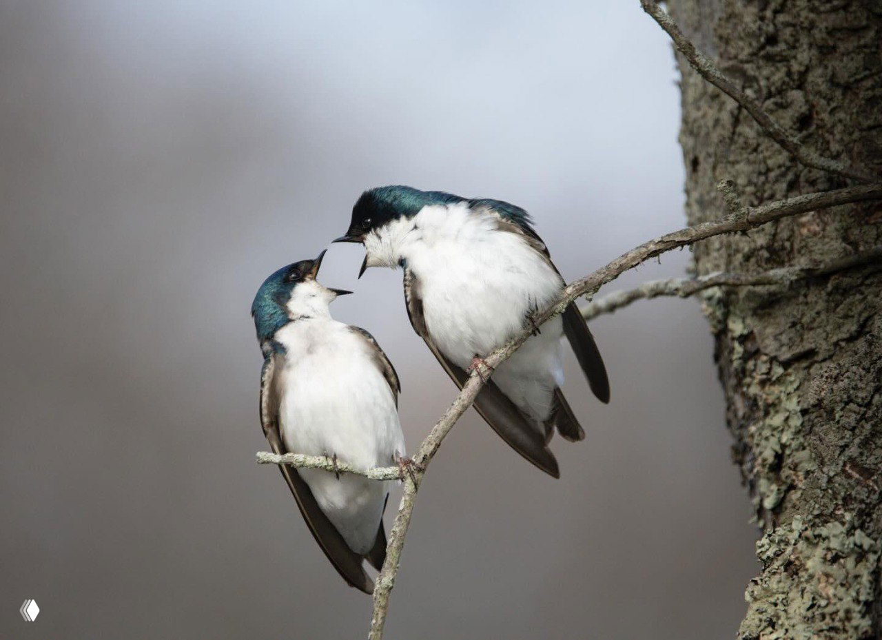 Фото‑финалист Comedy Wildlife Photography Awards