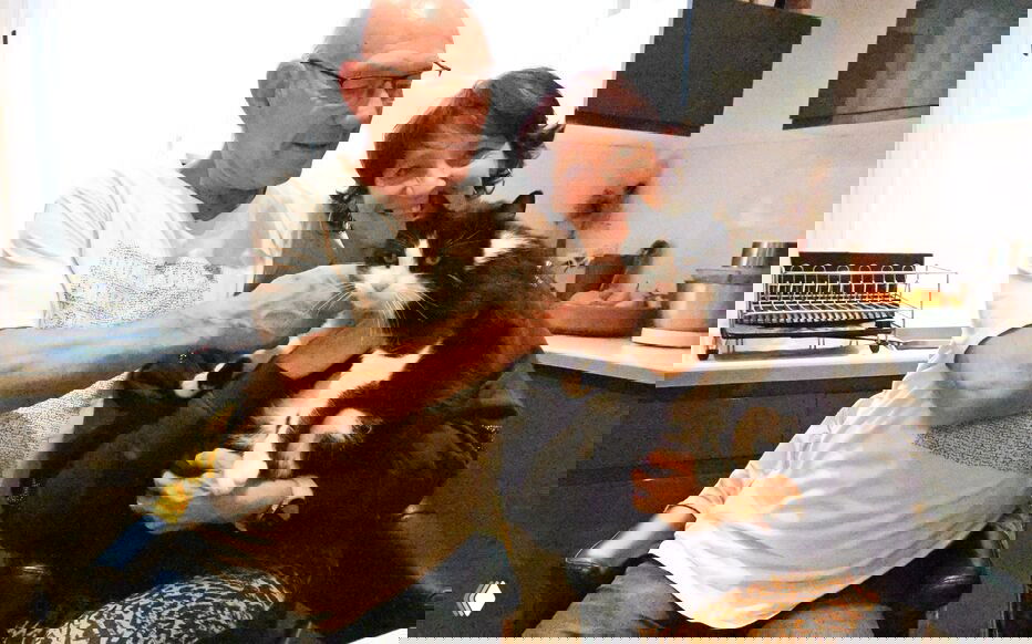 Кот прошёл 250 км из Испании во Францию и вернулся