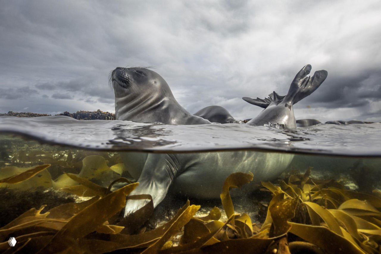 Крупный план морского котика наполовину под водой среди водорослей: подводно-наверх кадр с отражённым пасмурным небом и текстурой морской растительности.