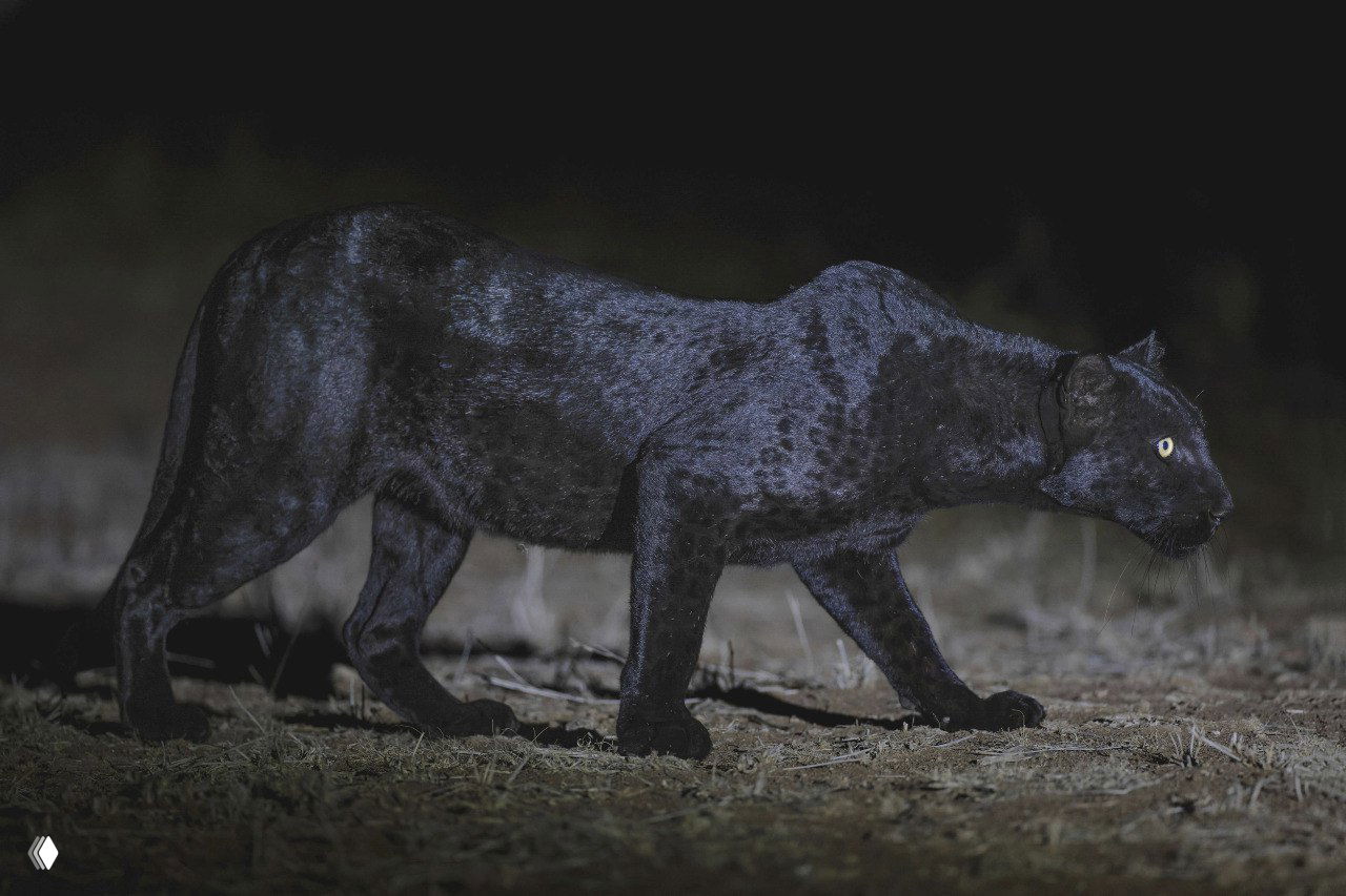 Кения: чёрная пантера на снимках Лейтона Лама
