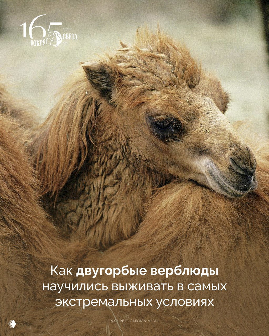 Сухой закон: как двугорбые верблюды научились выживать