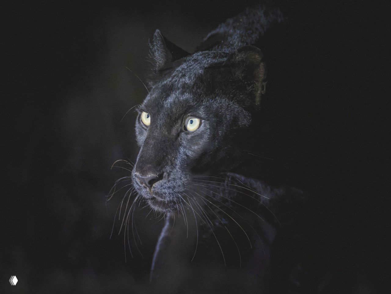 Крупный план морды чёрной пантеры в ночной тени Кении; заметны глаза и текстура меланистичной шкурки, фото Лейтона Лама