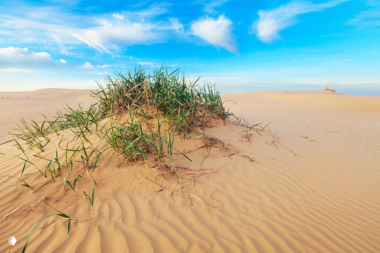 Крупный план дюн с редкой растительностью: островки травы на песчаных холмах показывают уязвимость почвы в степной пустыне.