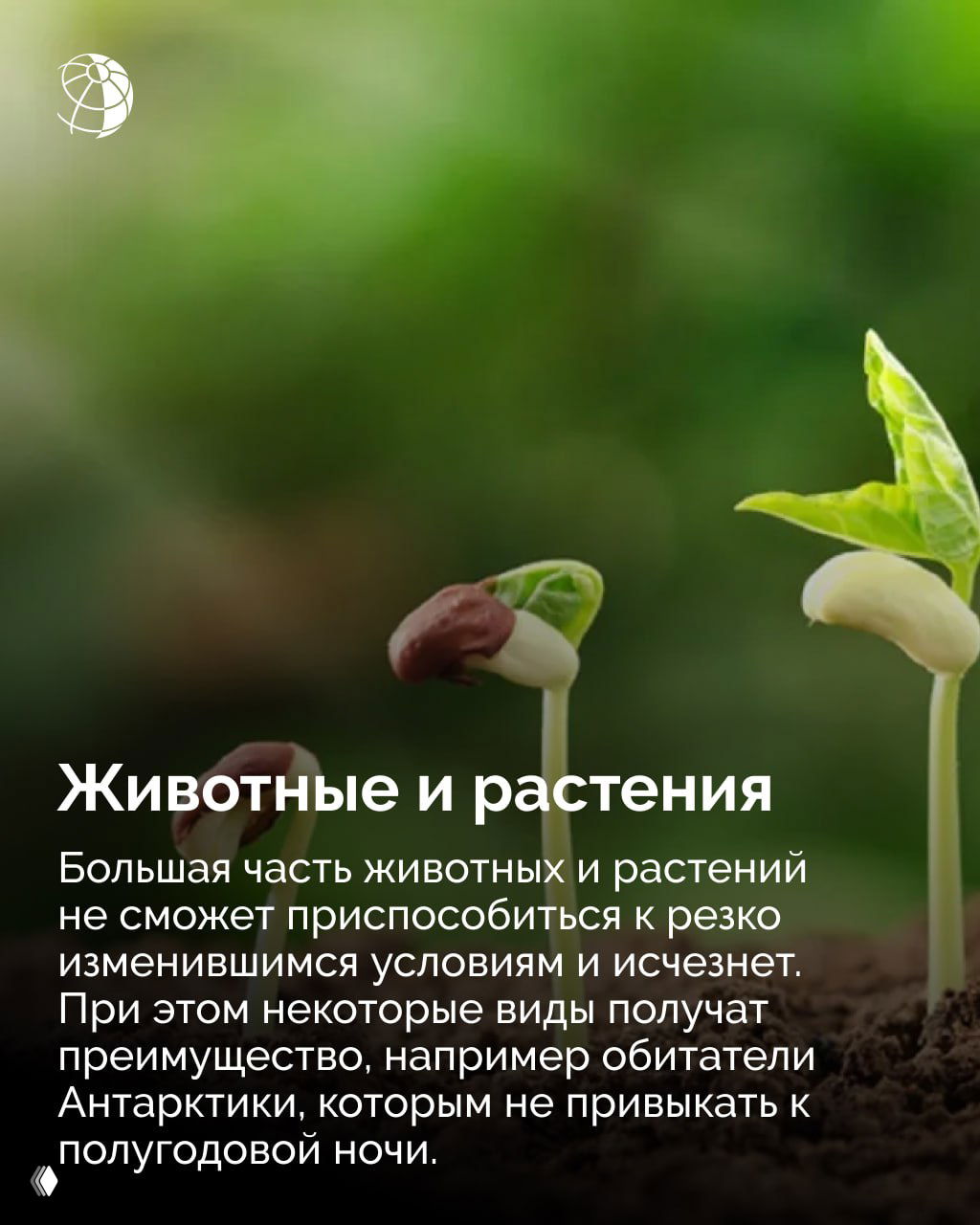 Ростки растений в почве крупным планом — символ влияния резких изменений климата и светового режима на флору и фауну, вымирание и адаптация видов.