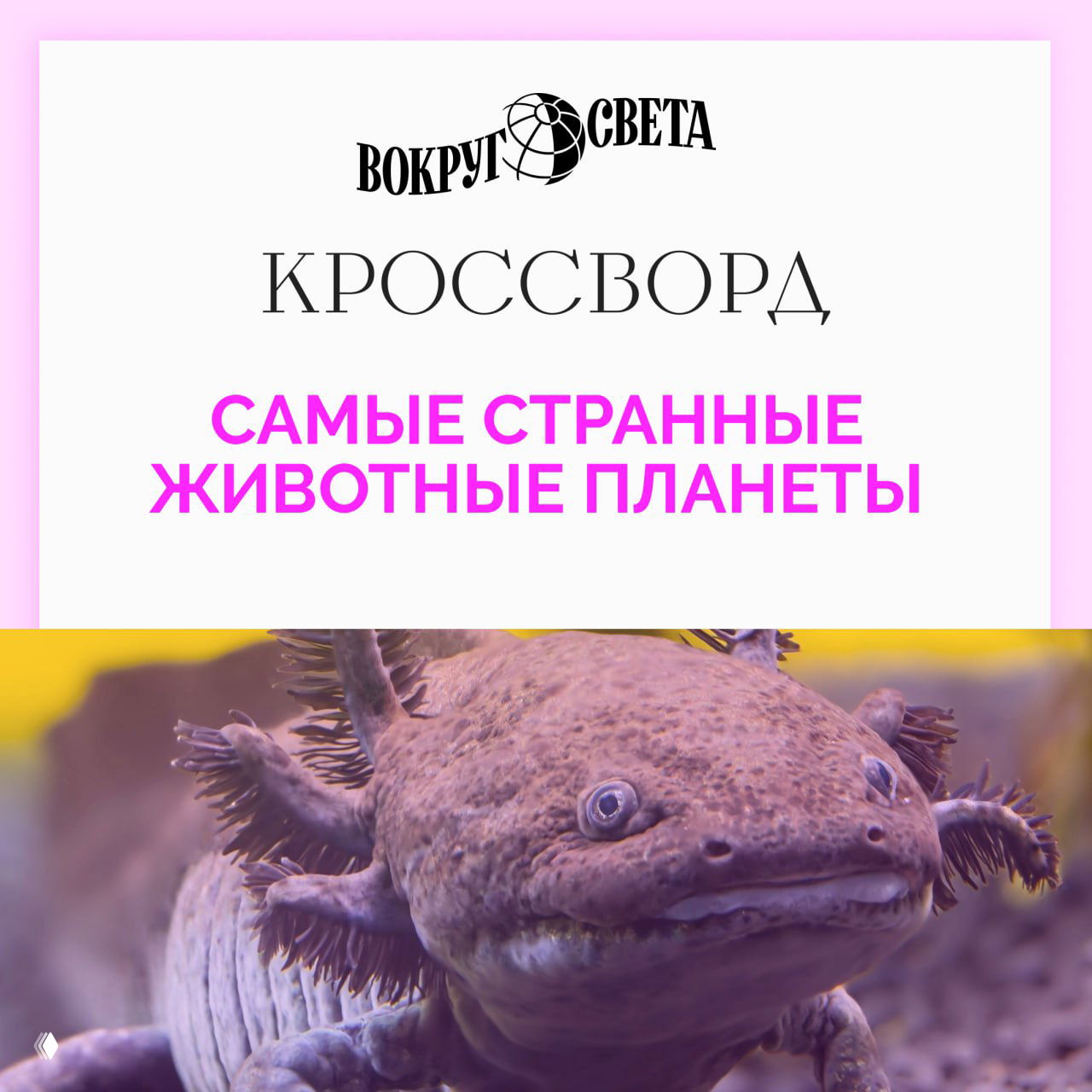 Кроссворд про самых странных животных планеты