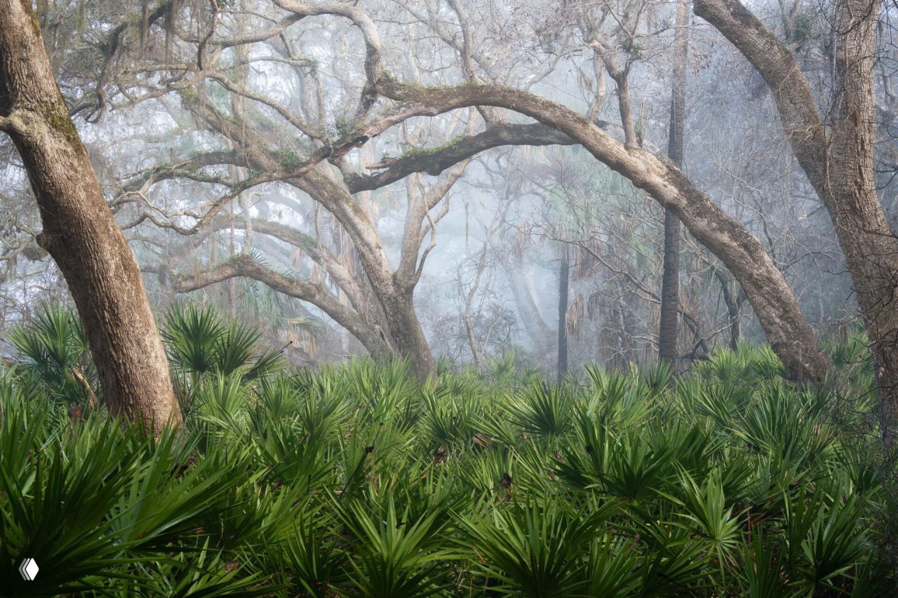 Лучшие снимки призёров конкурса Florida Wildlife Federation 2026