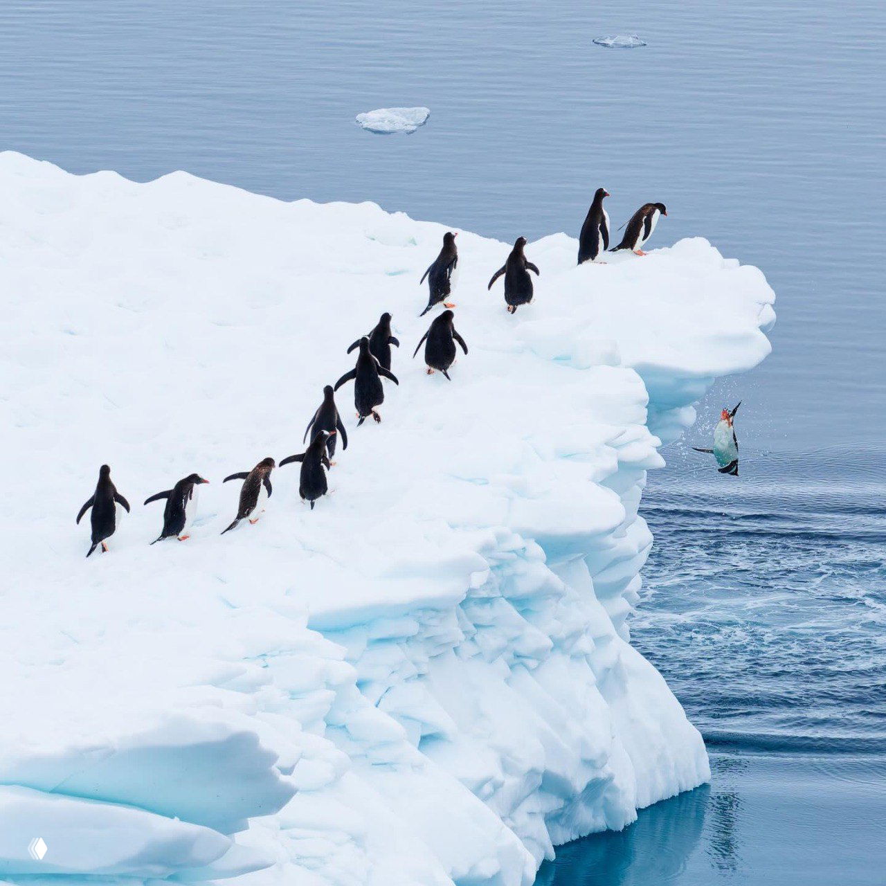 Фото‑финалист Comedy Wildlife Photography Awards