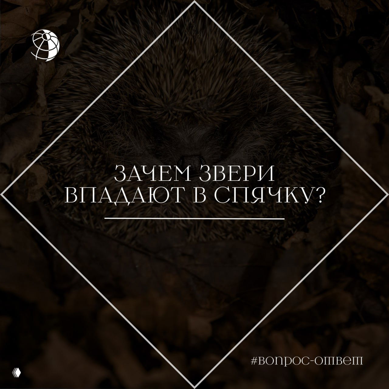 Зачем звери впадают в спячку?