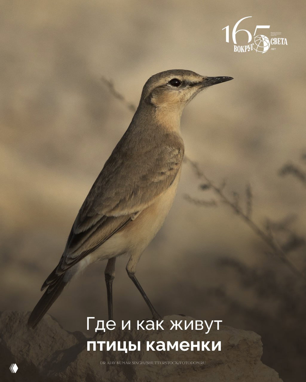 Где и как живут птицы каменки