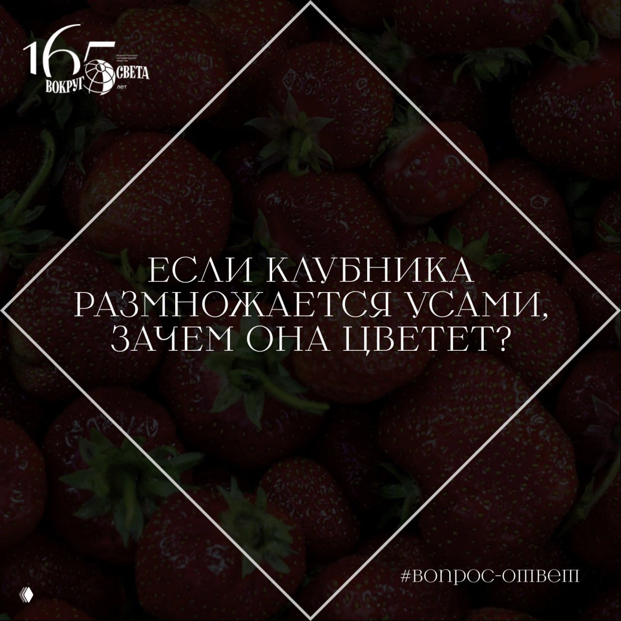 Если клубника размножается усами, зачем она цветет?