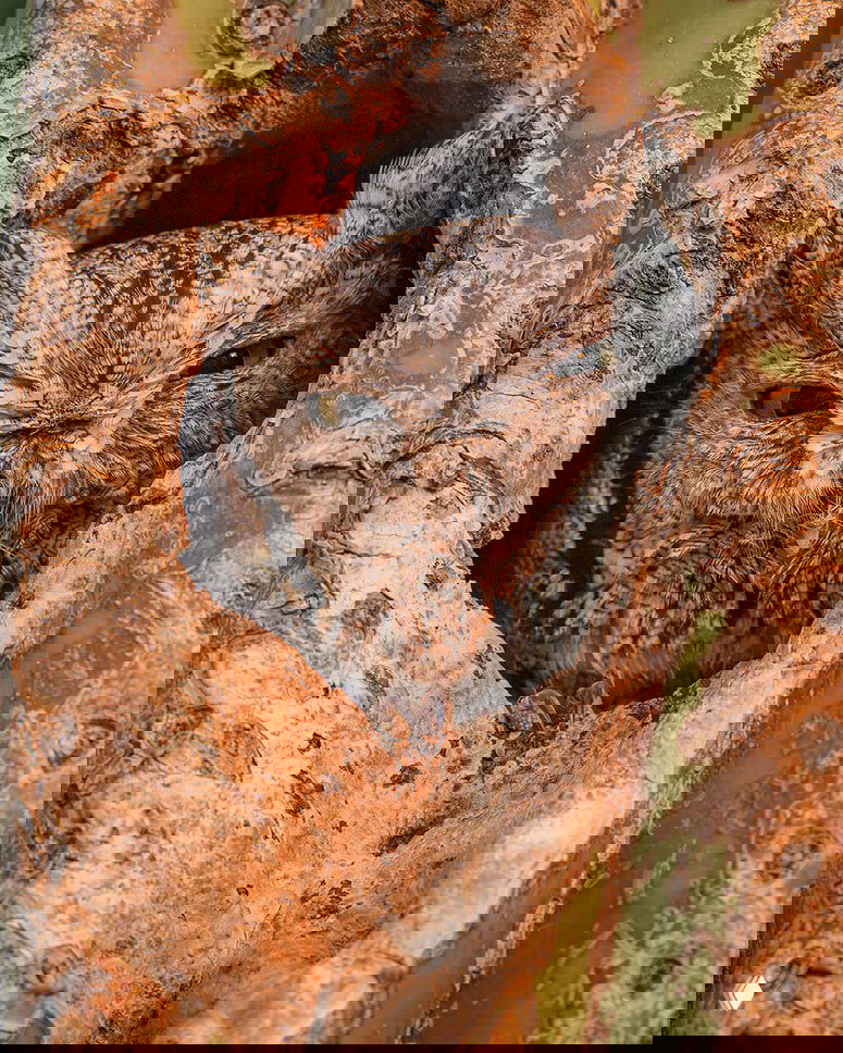 Крупный план совы, устроившейся в углублении кактуса — детальная текстура коры и внимательный взгляд птицы в естественной среде Аризоны