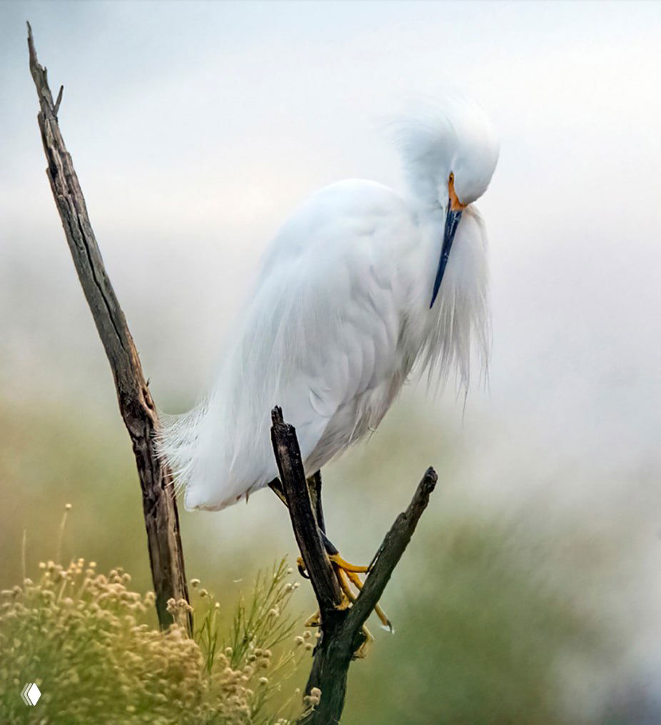 Белая цапля на ветке в туманной или мягкой утренней подсветке, профиль птицы и тонкая фактура оперения на размытом природном фоне