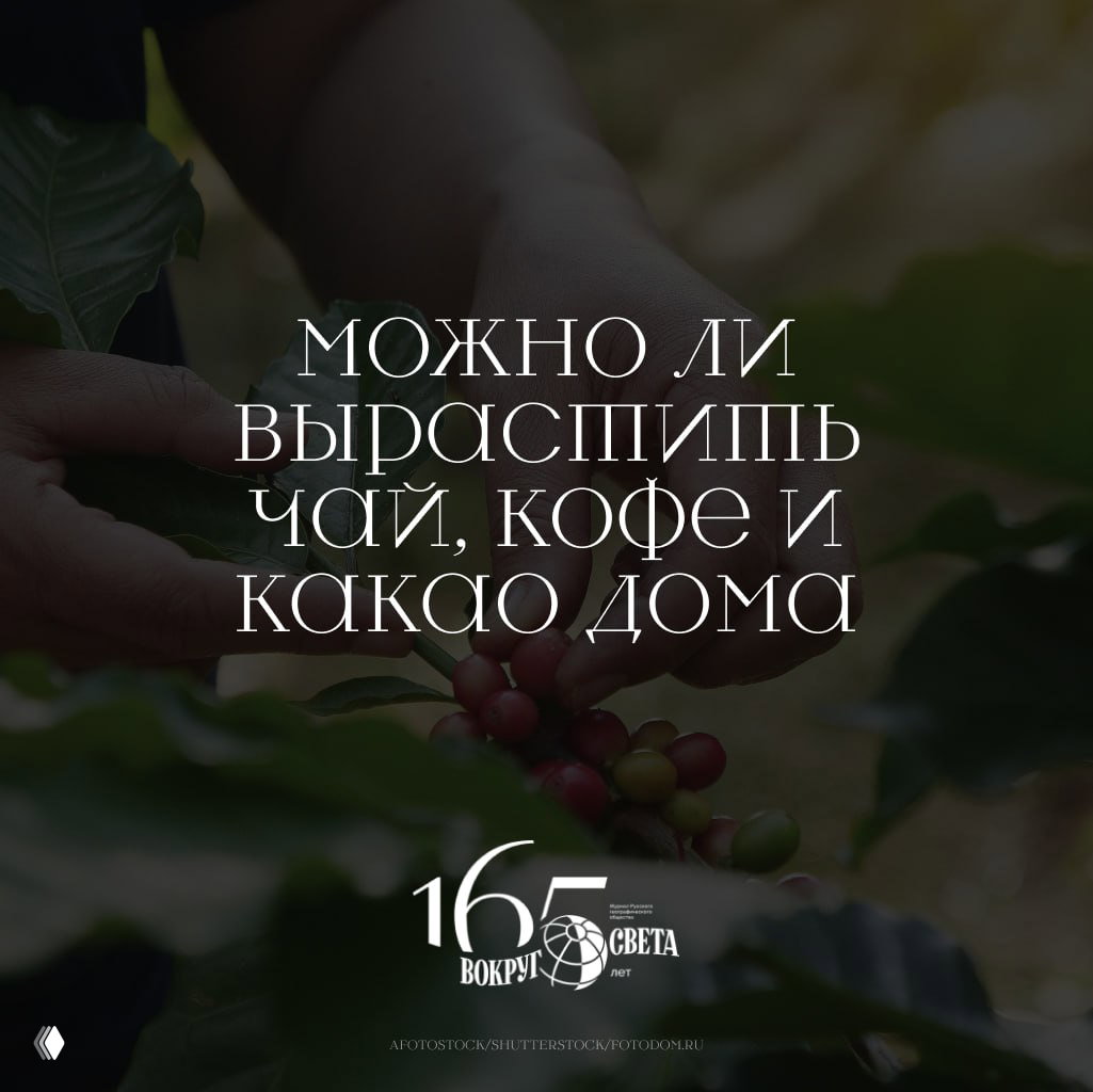 Плантация на подоконнике: чай, кофе и какао дома