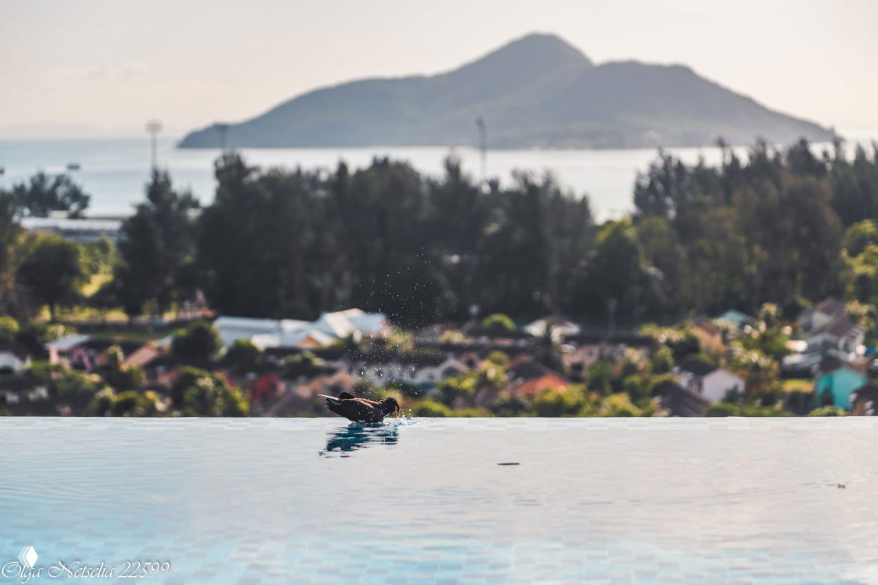 Небольшая птица купается на краю бесконечного бассейна, лужица воды и брызги на переднем плане, вдалеке размытые дома и холм острова.