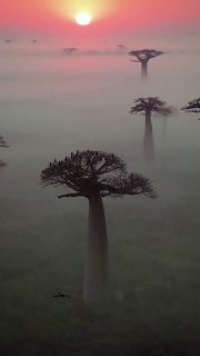 Баобабы (Adansonia digitata) на туманной равнине на рассвете: высокие мясистые стволы и куполообразные кроны на фоне розово‑оранжевого неба.