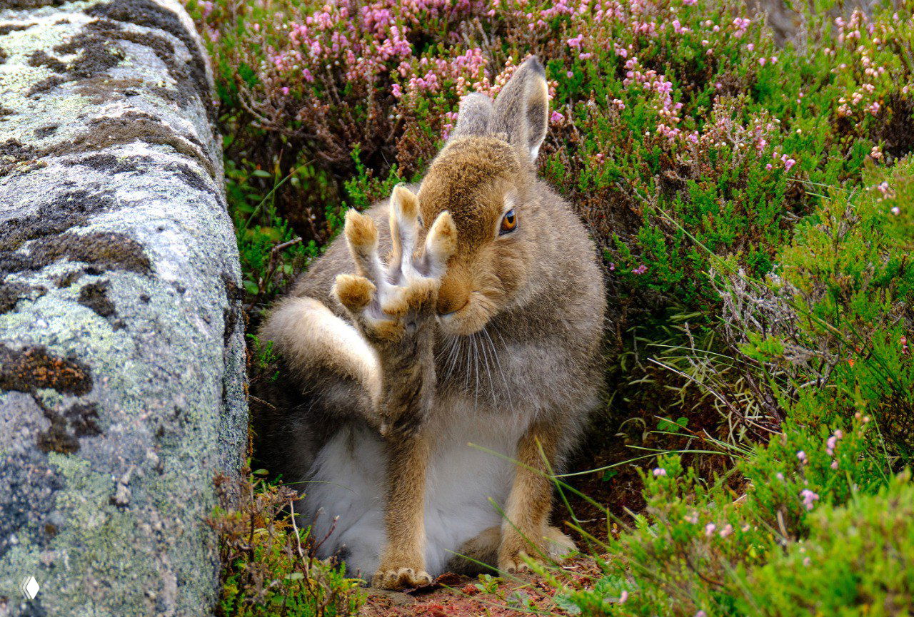 Шотландия, национальный парк Кернгормс