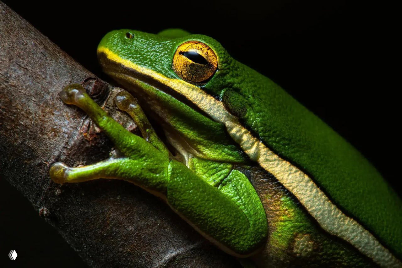 Фото‑финалист конкурса The Nature Photography Contest 2025