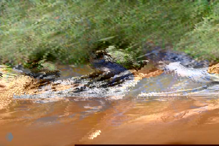 Боковой ракурс: две лягушки на спине и морде молодого крокодила, плывущего по коричневой стоячей воде пруда в окрестностях Бекаси.