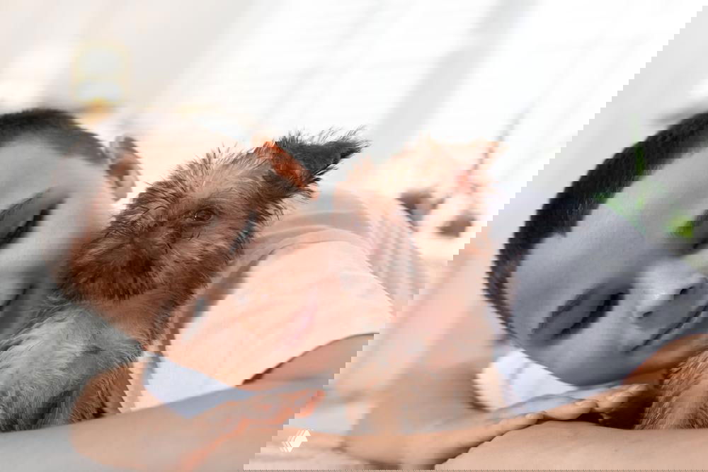 Мальчик лежит на полу и обнимает небольшую забавную собачку, похожую на брюссельского гриффона — тёплая сцена дружбы ребёнка и питомца.