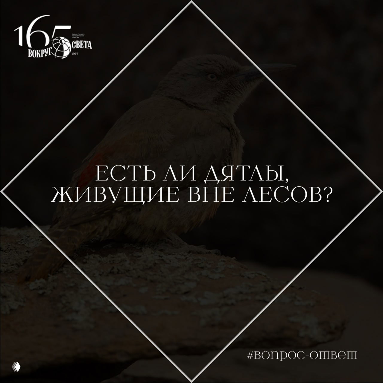 Есть ли дятлы, живущие вне лесов?