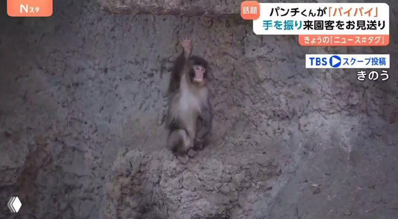 Малыш макаки Панч машет посетителям