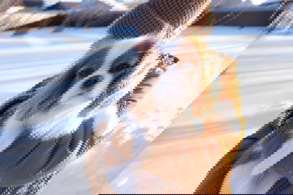 Человек в зимней одежде держит на руках кавалер кинг чарльз спаниеля на улице в снежной сцене — собака в руках взрослого, безопасное общение с детьми на прогулке.