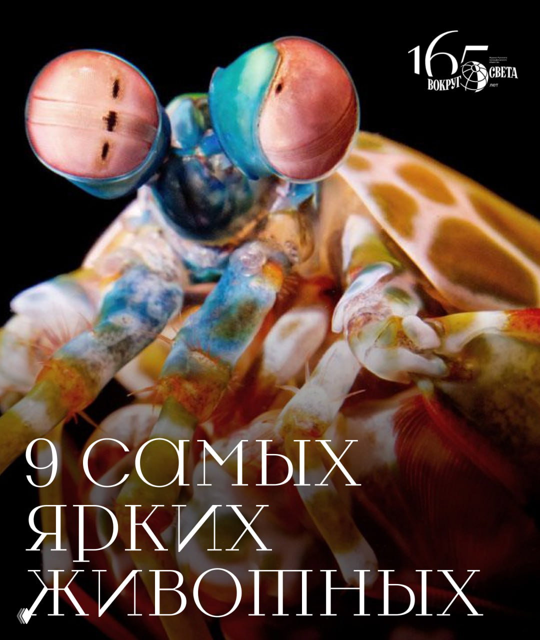 Природный карнавал: 9 самых ярких животных