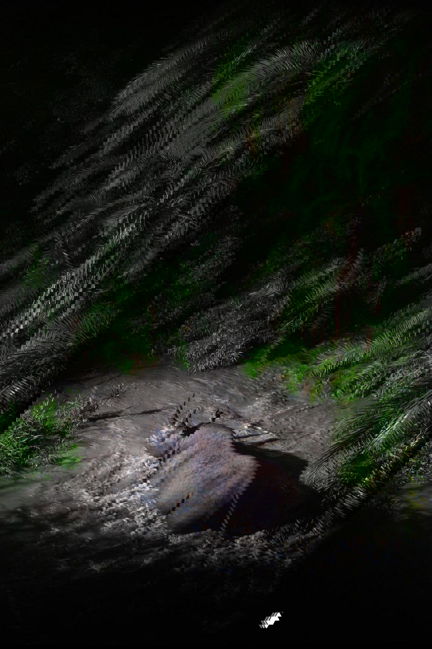 Ночной кадр: черный носорог пересекает брод по лесной речке в Масаи‑Мара, подсвеченный фотоловушкой на фоне плотной тропической растительности.