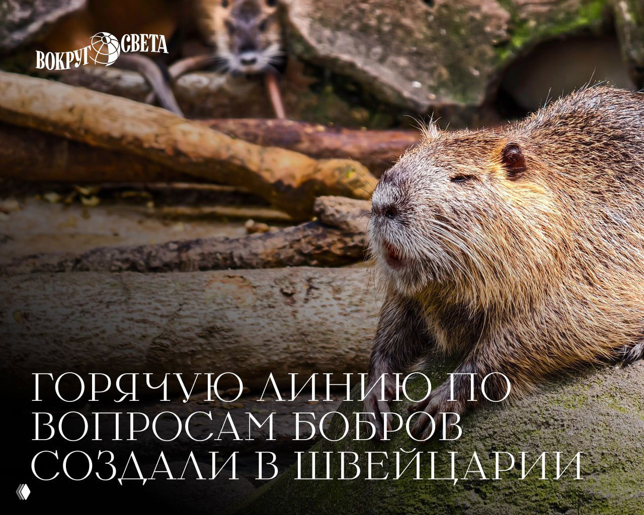 Бум бобров в Швейцарии и горячая линия