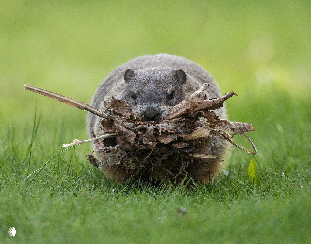 Суслик или подобный грызун несёт в пасти пучок сухих листьев на зелёной лужайке — низкий ракурс и комичный кадр конкурса.