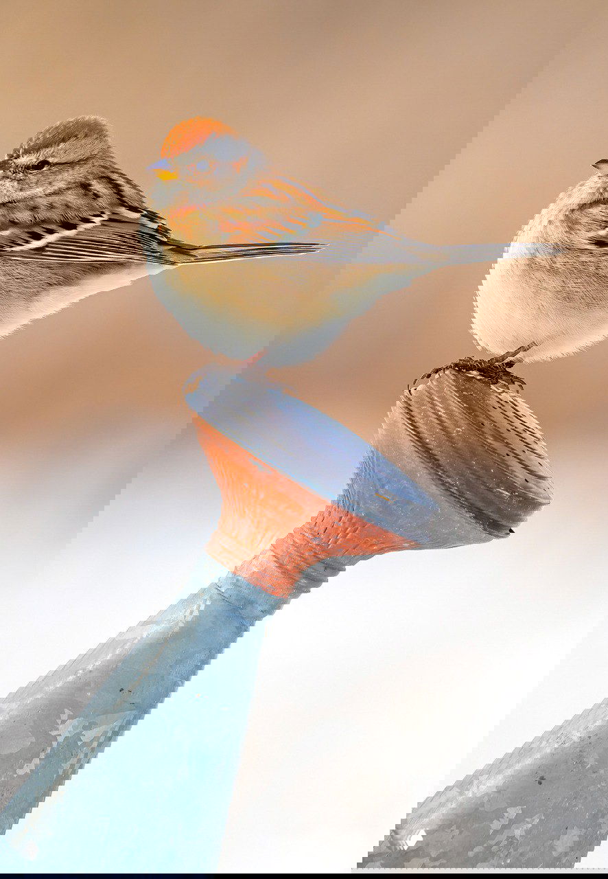 Мелкая птица опирается на металлическую поверхность в зимнем окружении — ясные детали оперения и нежный фон, фото конкурсный.