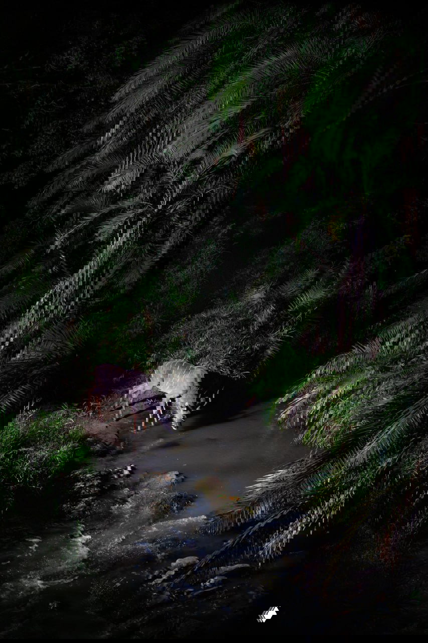 Антилопа у брода на берегу небольшой лесной речки ночью в Масаи‑Мара, окружённая высокими пальмами и кустарником, снимок из серии фотоловушки.