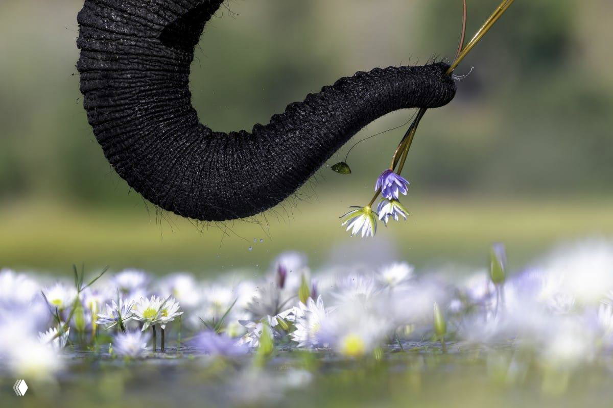 Смешные макро‑фото конкурса Close‑up Photographer of the Year