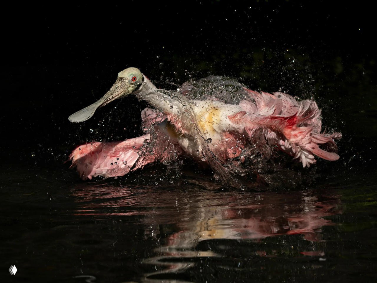 Снимки победителей Audubon Photography Awards 2026