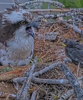 Камера зафиксировала самку скопы Ирис рядом со слётком скворца в её гнезде, видны ветки и гнездовой материал.