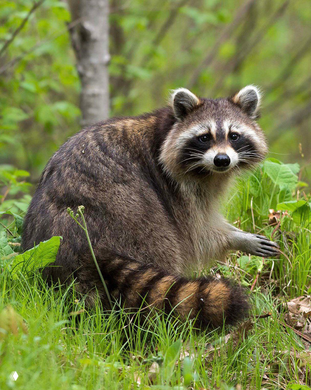 Разгоняющие хандру: самые очаровательные фото животных