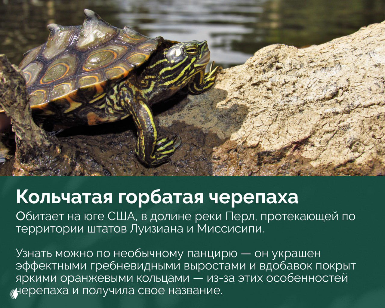 Кольчатая горбатая черепаха расположилась на береговом камне; виден необычный панцирь с гребневыми выростами и контрастными кольцами, характерными для вида.