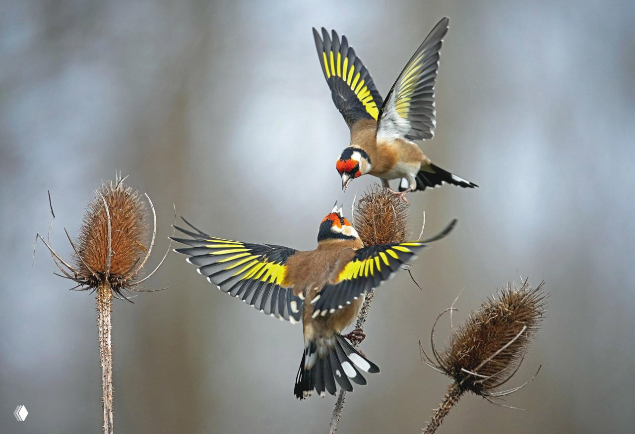 Финалист конкурса Bird Photographer of the Year 2025