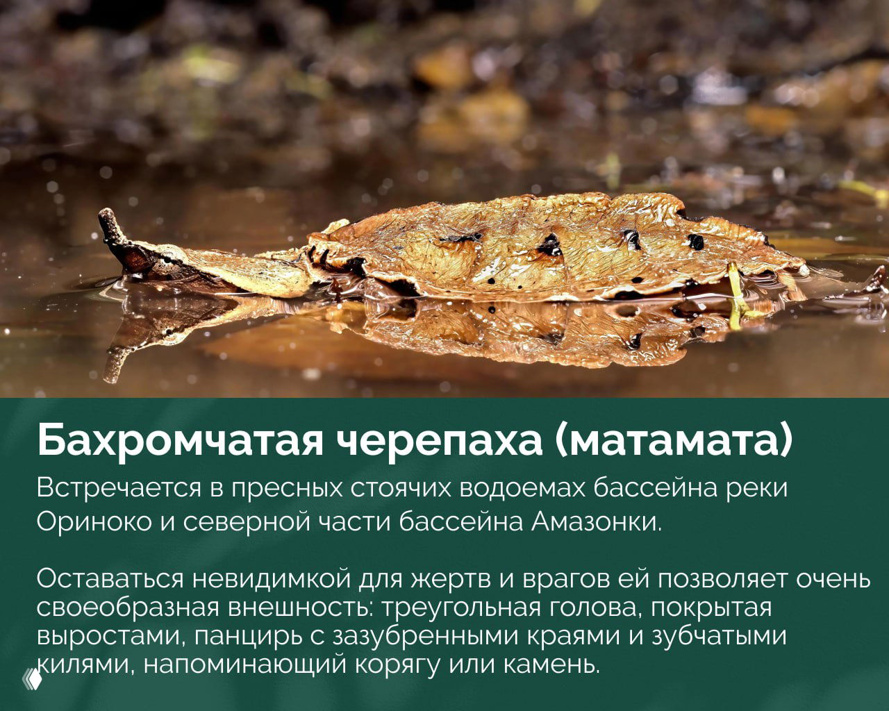 Бахромчатая черепаха (матамата) среди коряг у поверхности воды; треугольная голова и зазубренный панцирь делают её похожей на корягу и помогают маскироваться.