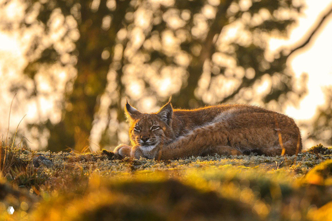 Рысь, отдыхающая в тёплом золотистом свете на моховой почве; спокойный портрет хищника в природной среде с размытым фоном