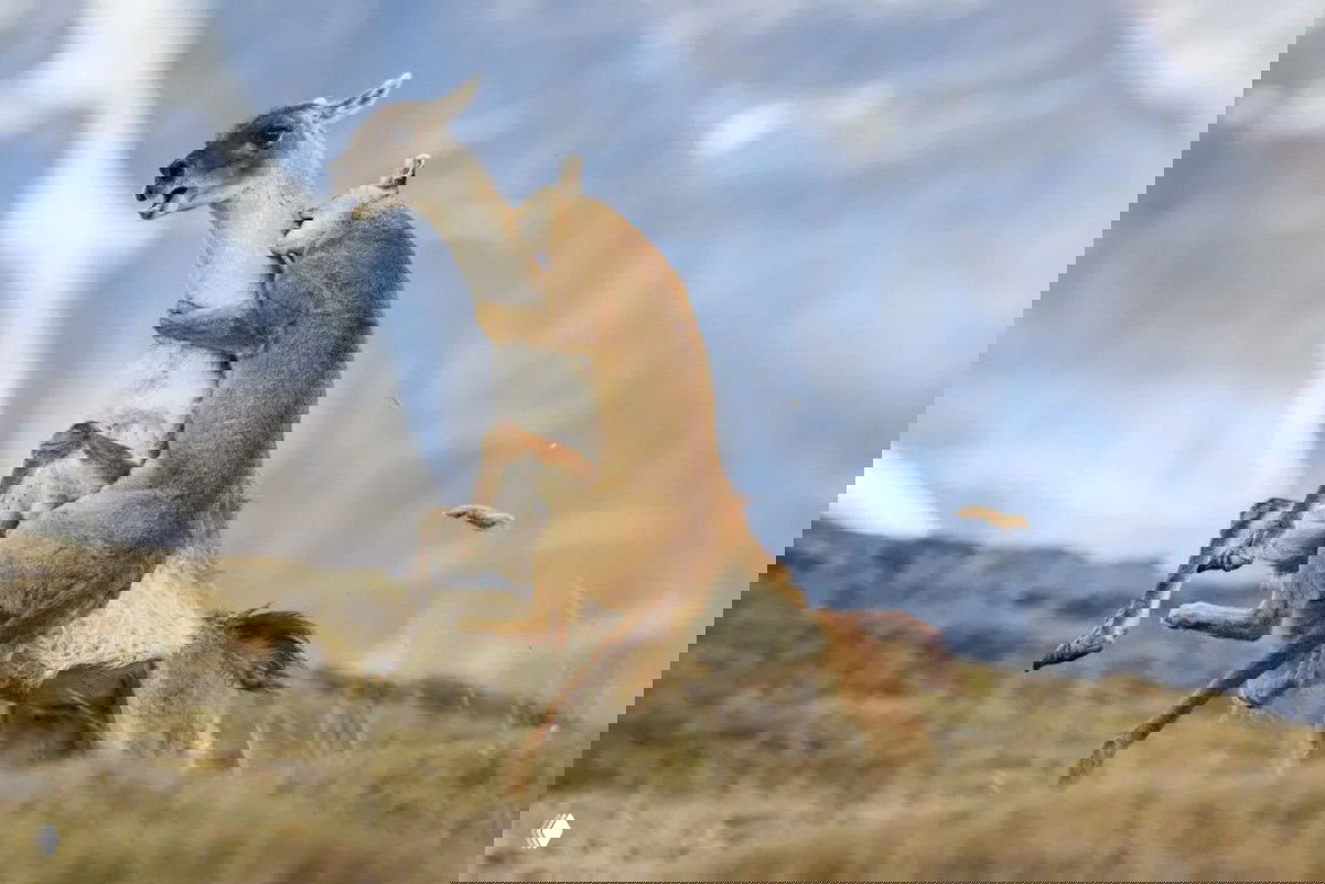 Лучшие фото с животными конкурса TPOTY 2025