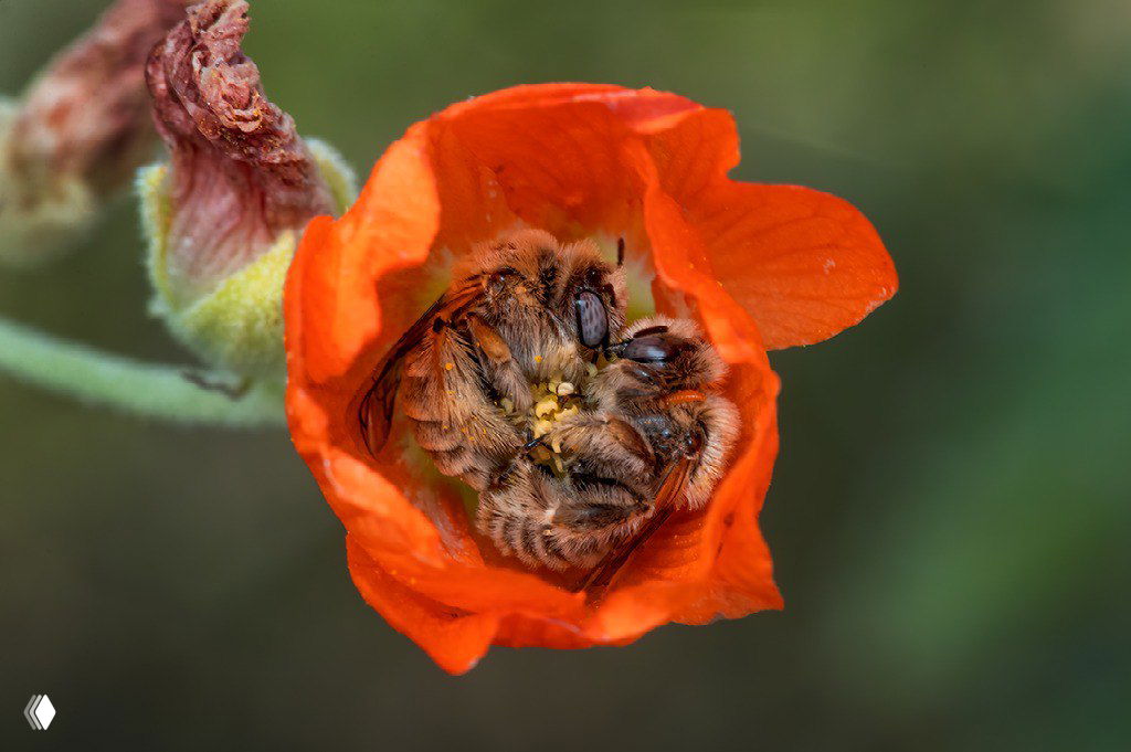 Пчёлы внутри ярко-красного цветка мака — макросъёмка с фокусом на насекомых и тычинках, насыщенный цвет и природная текстура.