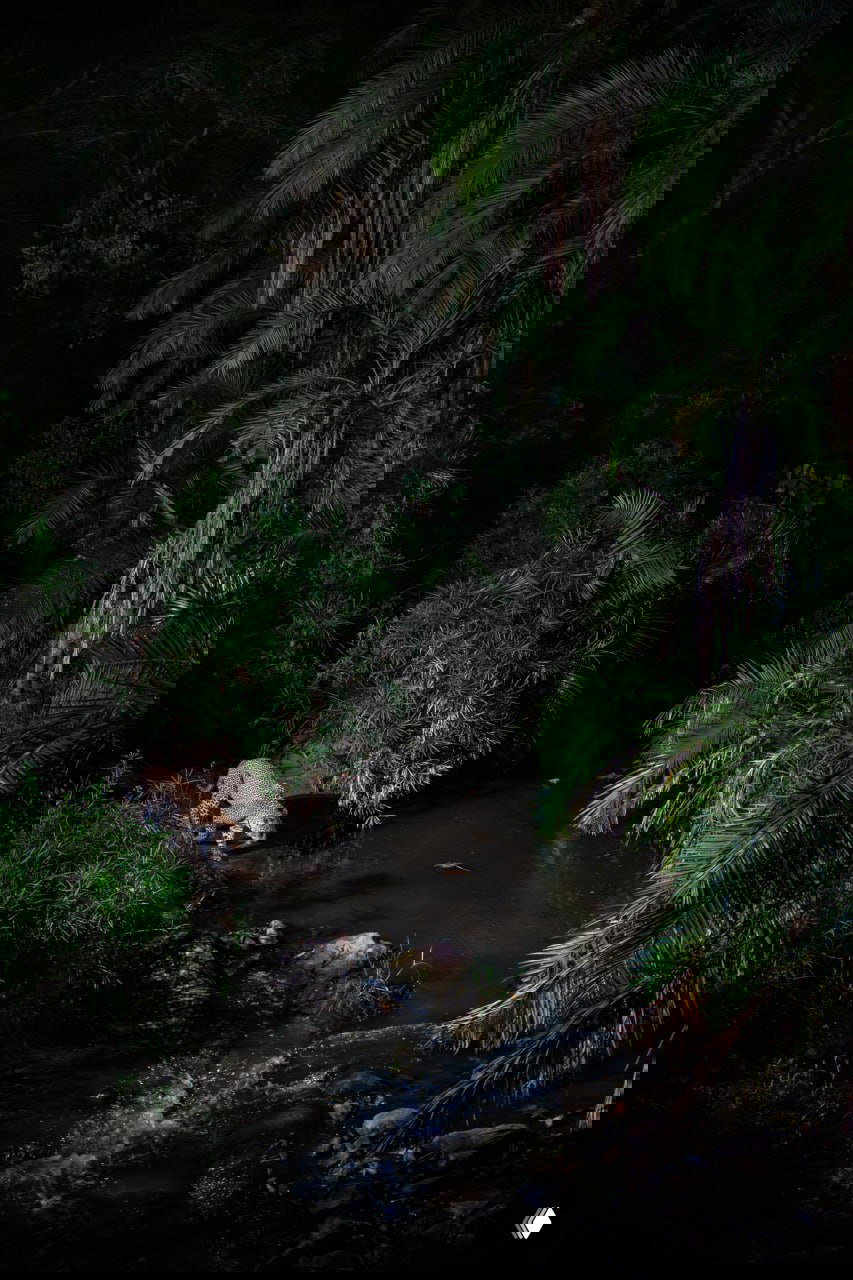 Гепард у кромки речки ночью, подсветка фотоловушки выделяет пятнистую шкуру и береговую растительность; кадр из съёмки в Масаи‑Мара.