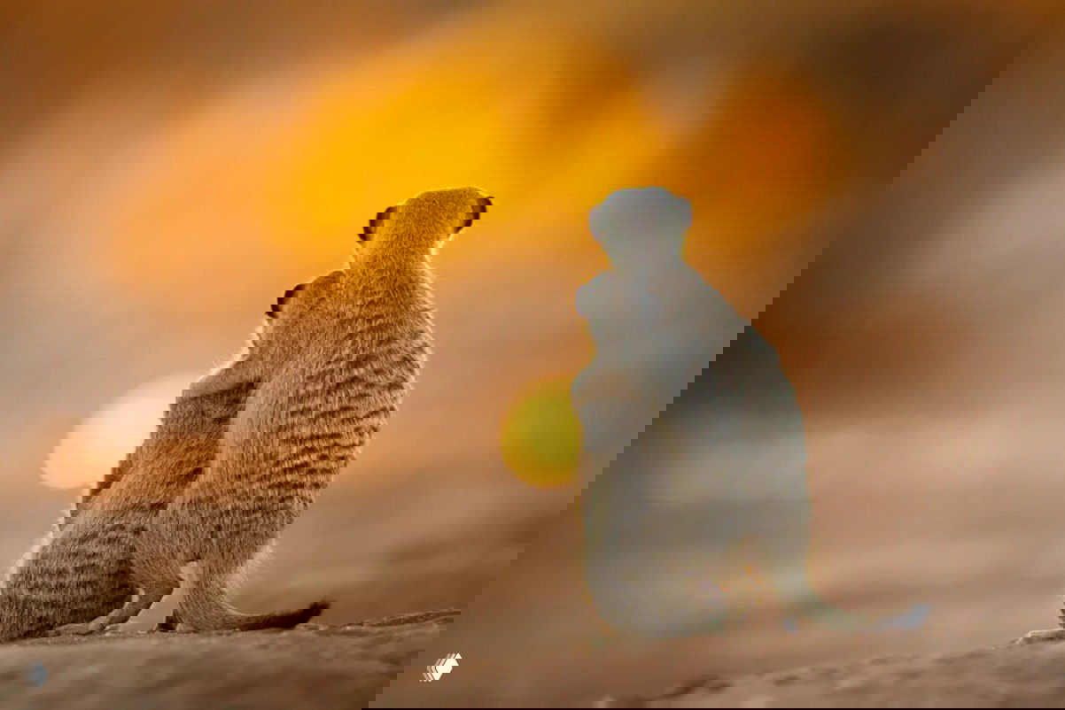 Две сурикаты обнимаются на фоне тёплого закатного света; интимный портрет животных с мягким боке, подчёркивающий семейную связь в дикой природе.