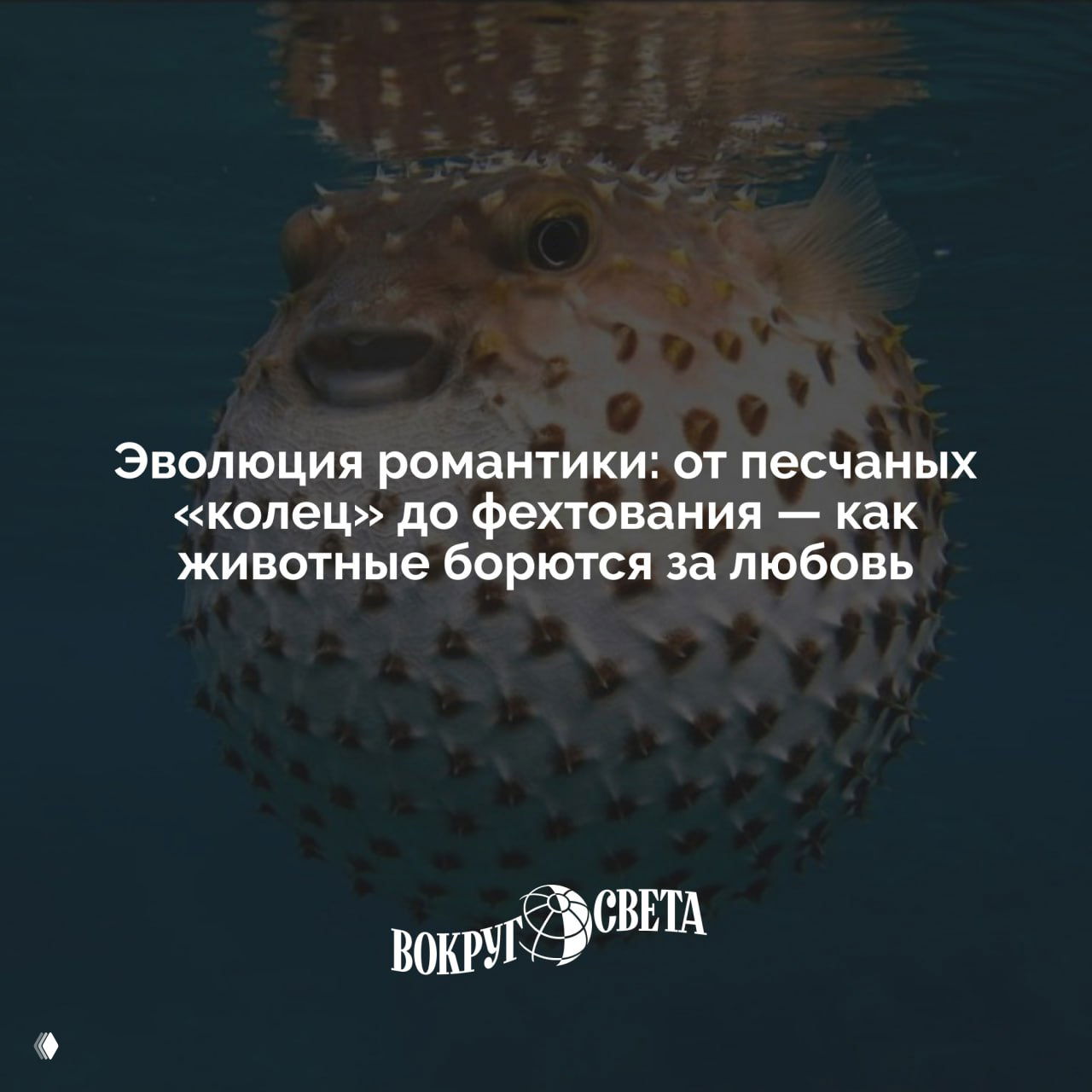 Эволюция романтики: как животные борются за любовь