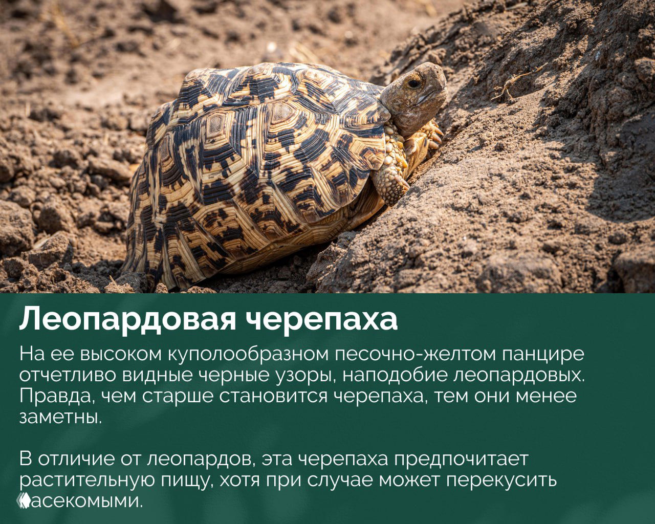 Леопардовая черепаха на сухом грунте; высокий куполообразный панцирь с контрастными чёрными узорами на песочно-жёлтом фоне, напоминающий рисунок леопарда.